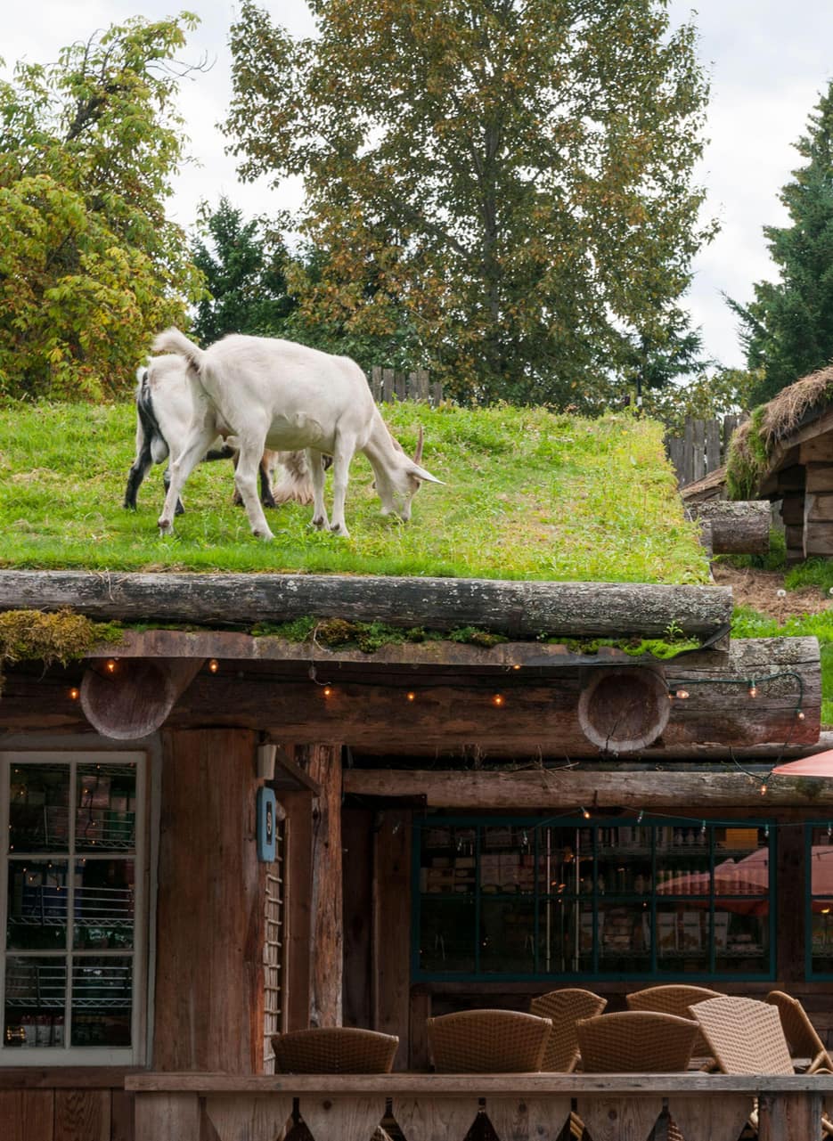 Coombs market - Goats on a roof
